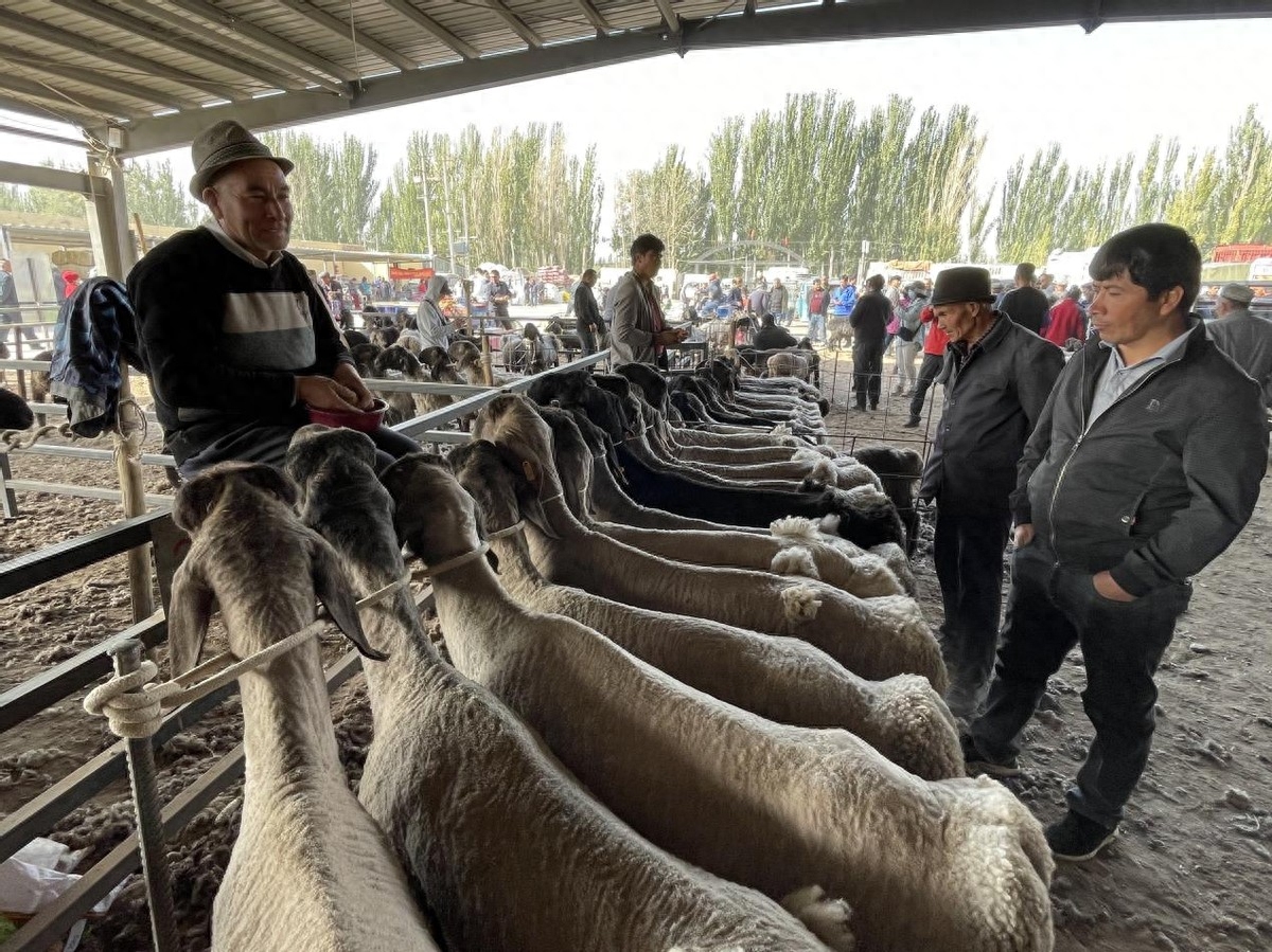 新疆喀什：亚洲最大的牛羊交易市场交易火爆