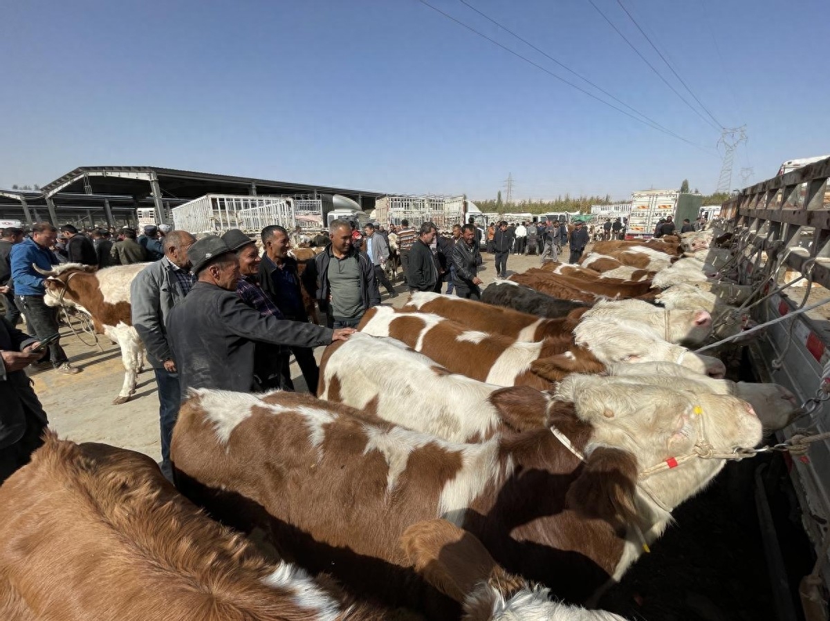 新疆喀什：亚洲最大的牛羊交易市场交易火爆